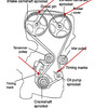 Camshaft and Balance Shaft Timing Marks: I Am Replacing the Timing...